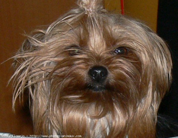 Photo de Yorkshire terrier