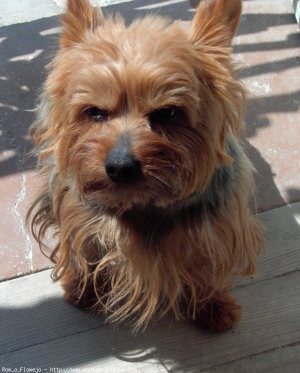 Photo de Yorkshire terrier