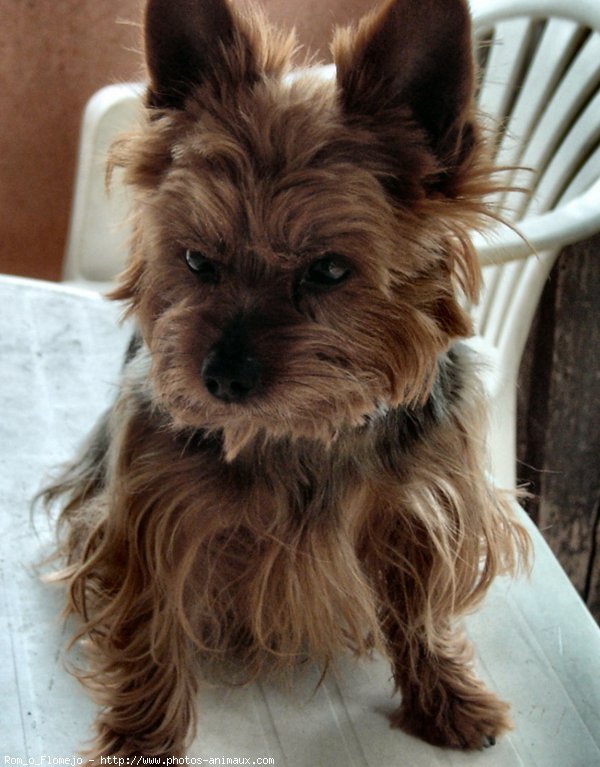 Photo de Yorkshire terrier