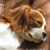 Photo de Cavalier king charles spaniel