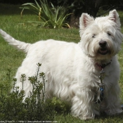 Photo de West highland white terrier