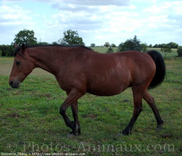 Photo de Poney franais de selle