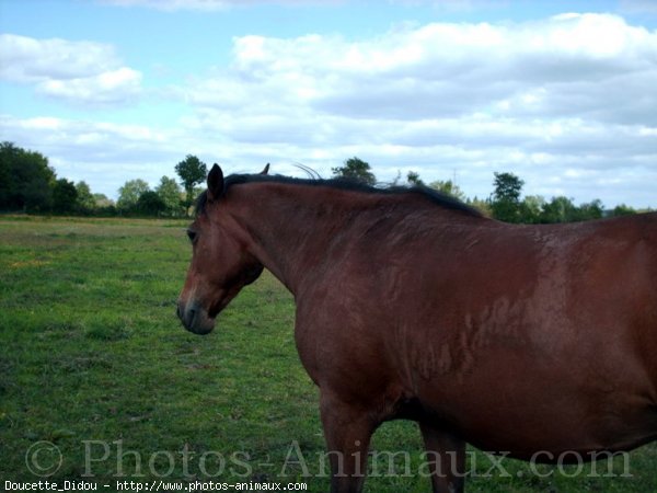 Photo de Poney franais de selle