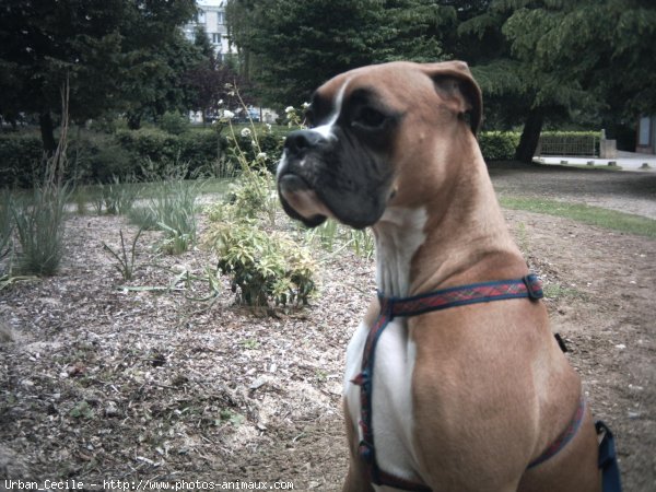 Photo de Boxer