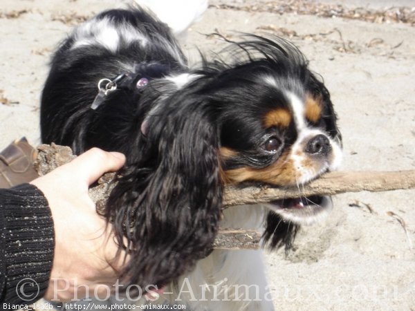 Photo de Cavalier king charles spaniel