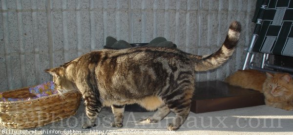 Photo de Chat domestique