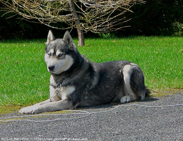 Photo de Husky siberien