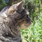 Photo de Chat domestique