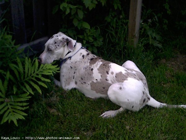 Photo de Dogue allemand