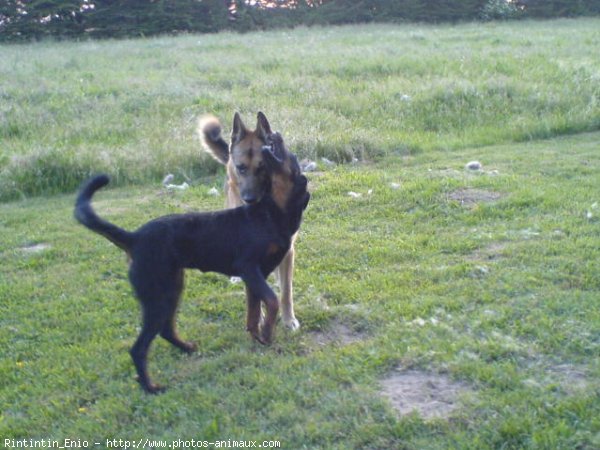 Photo de Berger allemand  poil court