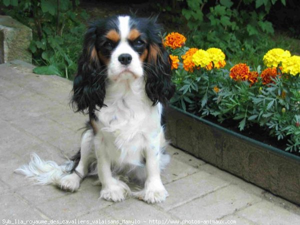 Photo de Cavalier king charles spaniel