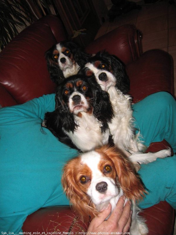 Photo de Cavalier king charles spaniel