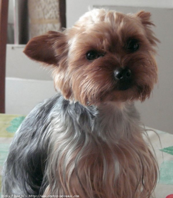 Photo de Yorkshire terrier