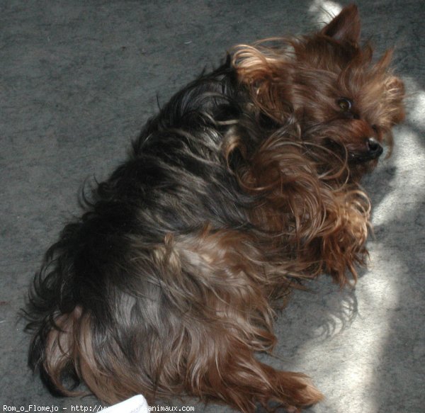 Photo de Yorkshire terrier