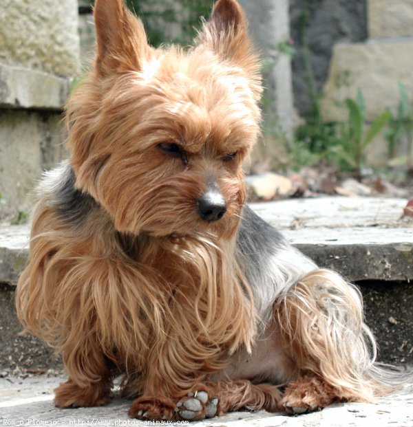 Photo de Yorkshire terrier