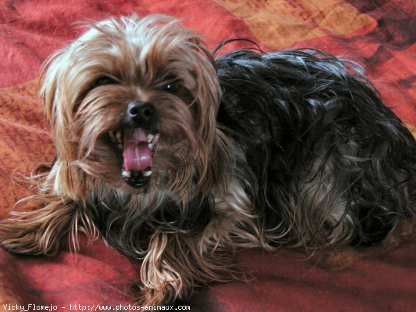 Photo de Yorkshire terrier