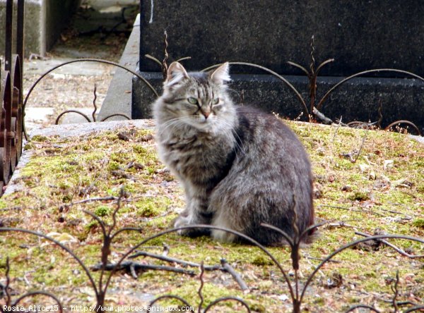 Photo de Chat domestique