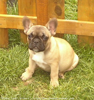 Photo de Bouledogue franais