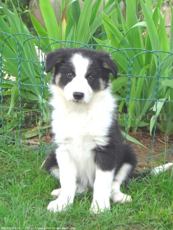 Photo de Border collie