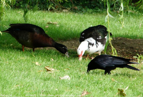 Photo de Races diffrentes