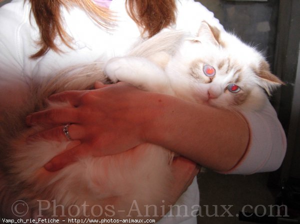 Photo de Ragdoll