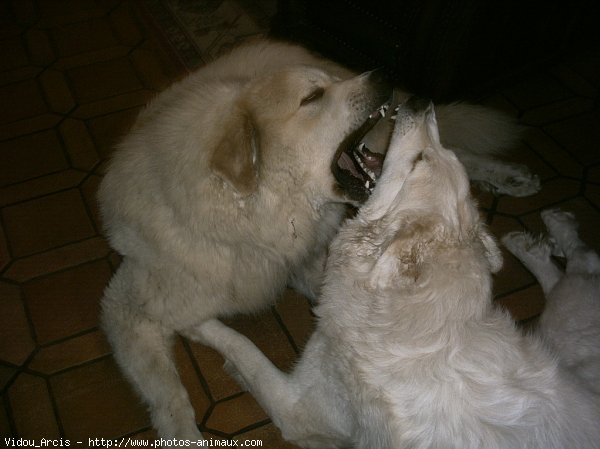 Photo de Chien de montagne des pyrnes