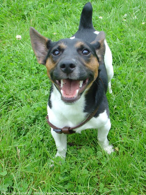 Photo de Jack russell terrier