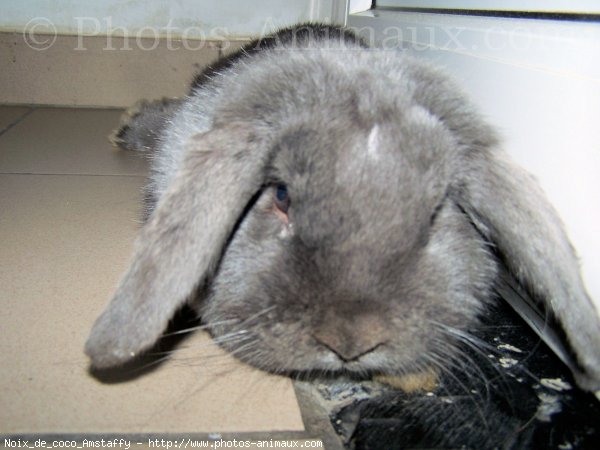 Photo de Lapin