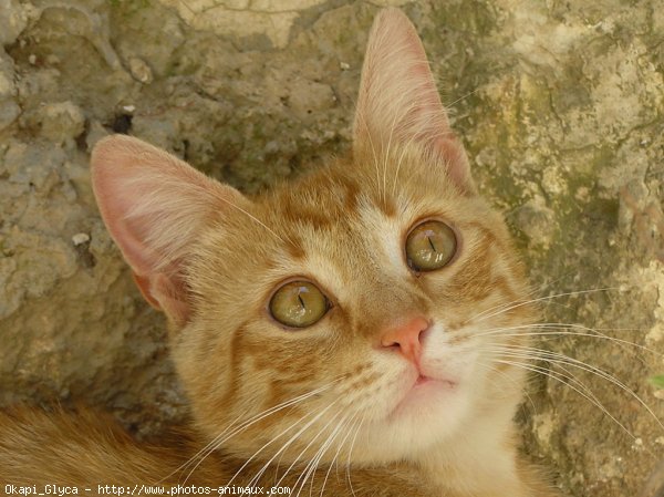 Photo de Chat domestique