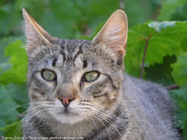 Photo de Chat domestique