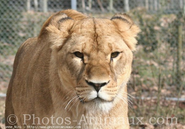 Photo de Lion