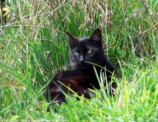 Photo de Chat domestique