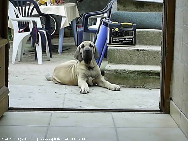 Photo de Fila brasileiro