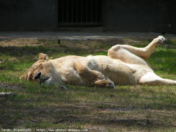 Photo de Lion