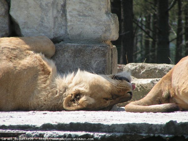 Photo de Lion