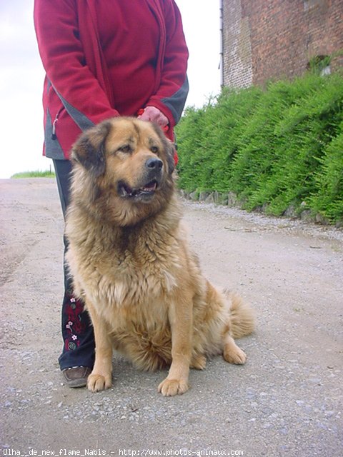 Photo de Dogue du tibet