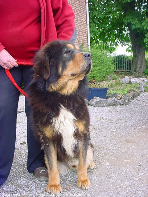 Photo de Dogue du tibet