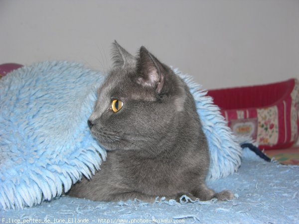 Photo de Chartreux