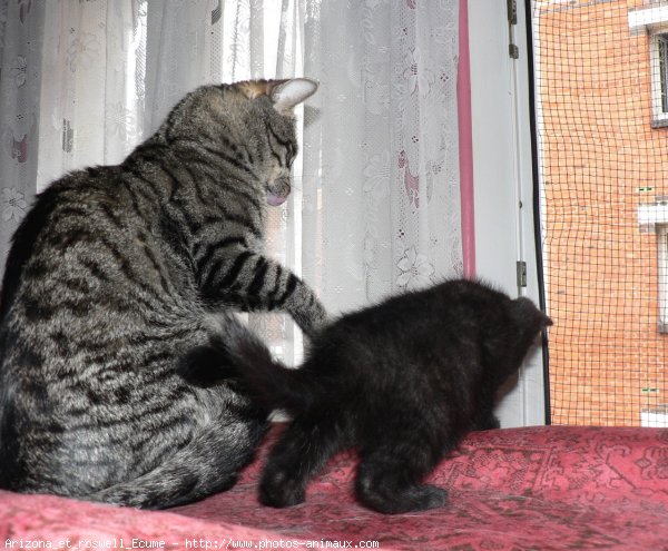 Photo de Chat domestique