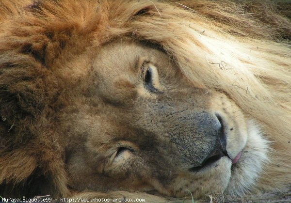 Photo de Lion