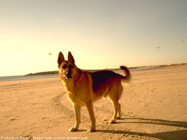 Photo de Berger allemand  poil court