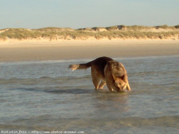 Photo de Berger allemand  poil court