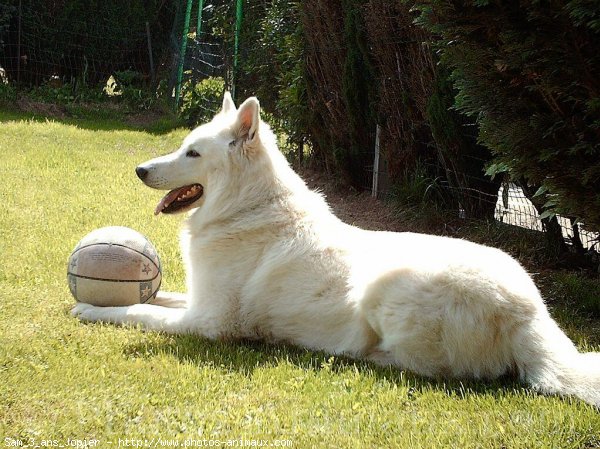 Photo de Berger blanc suisse