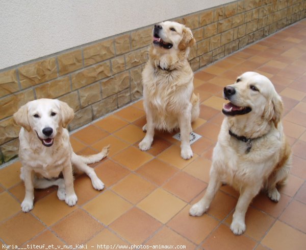 Photo de Golden retriever