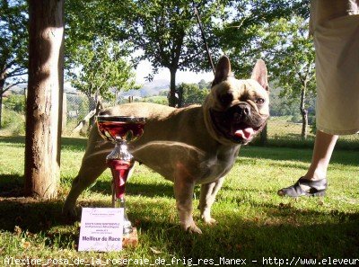 Photo de Bouledogue franais