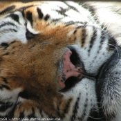 Photo de Tigre