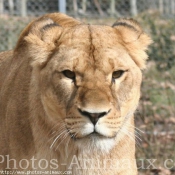 Photo de Lion