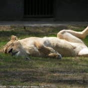 Photo de Lion