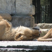 Photo de Lion