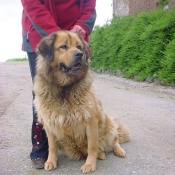 Photo de Dogue du tibet